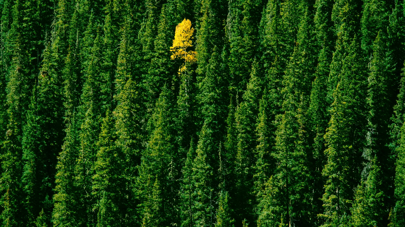 A single yellow tree standing out in a dense green pine forest
